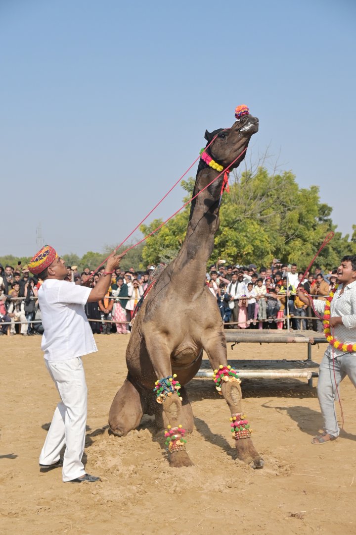Bikaner Camel Festival