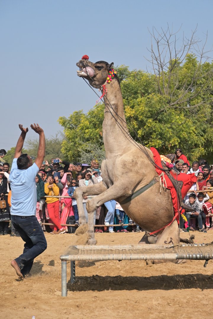 Bikaner Camel Festival