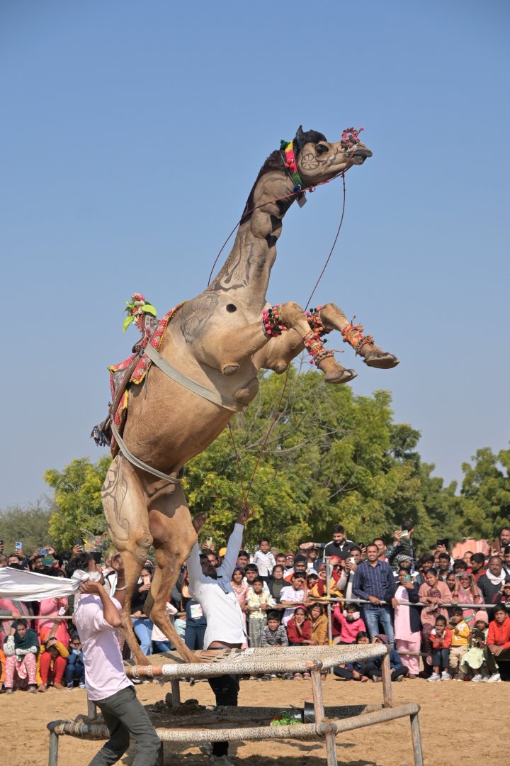 Bikaner Camel Festival