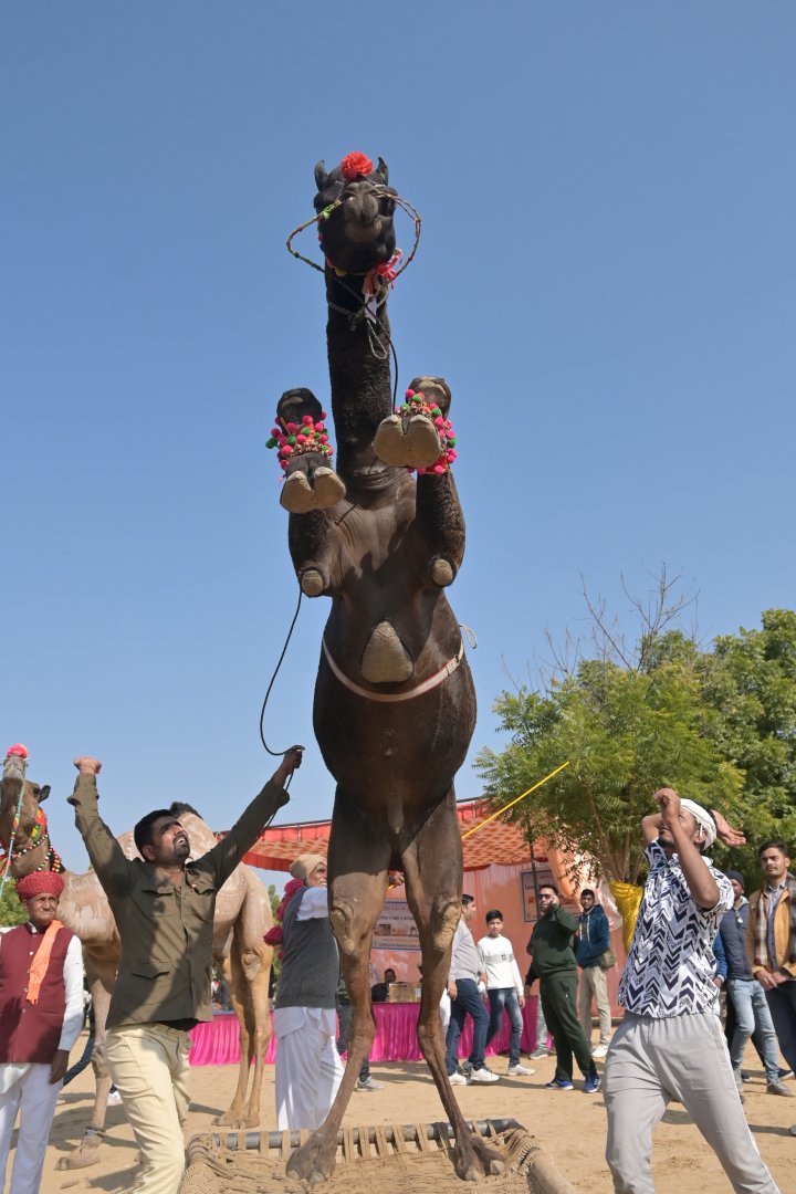 Bikaner Camel Festival