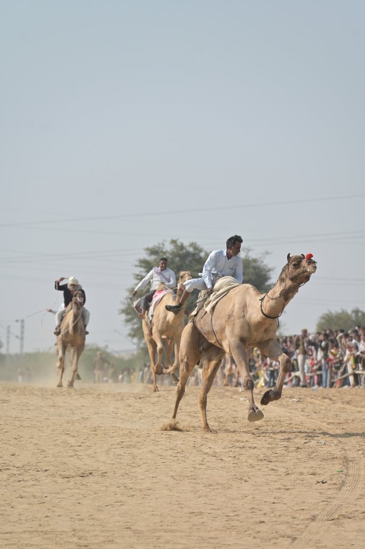 Bikaner Camel Festival
