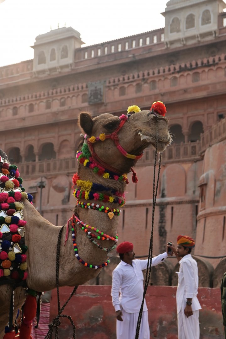 Bikaner Camel Festival