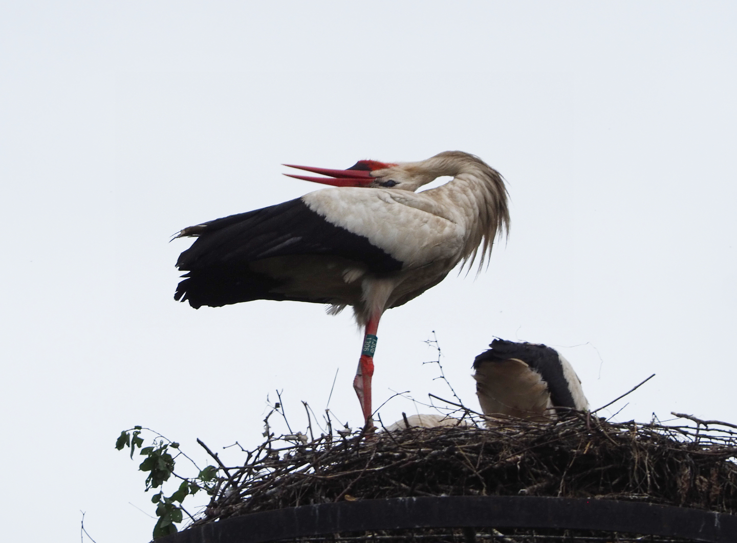 Bil-clattering European white stork (Ciconia ciconia), 2020-07-14