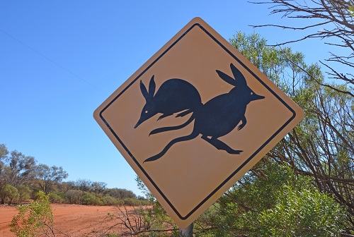 Bilby advisory sign.   Q'ld