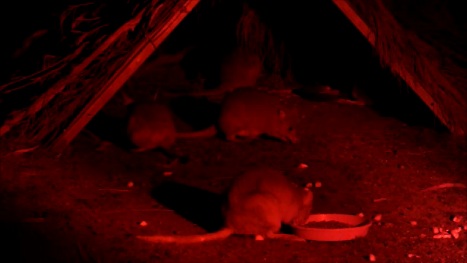 Bilby and Burrowing Bettongs Barna Mia