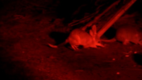 Bilby and tail of burrowing Bettongs- Barna Mia