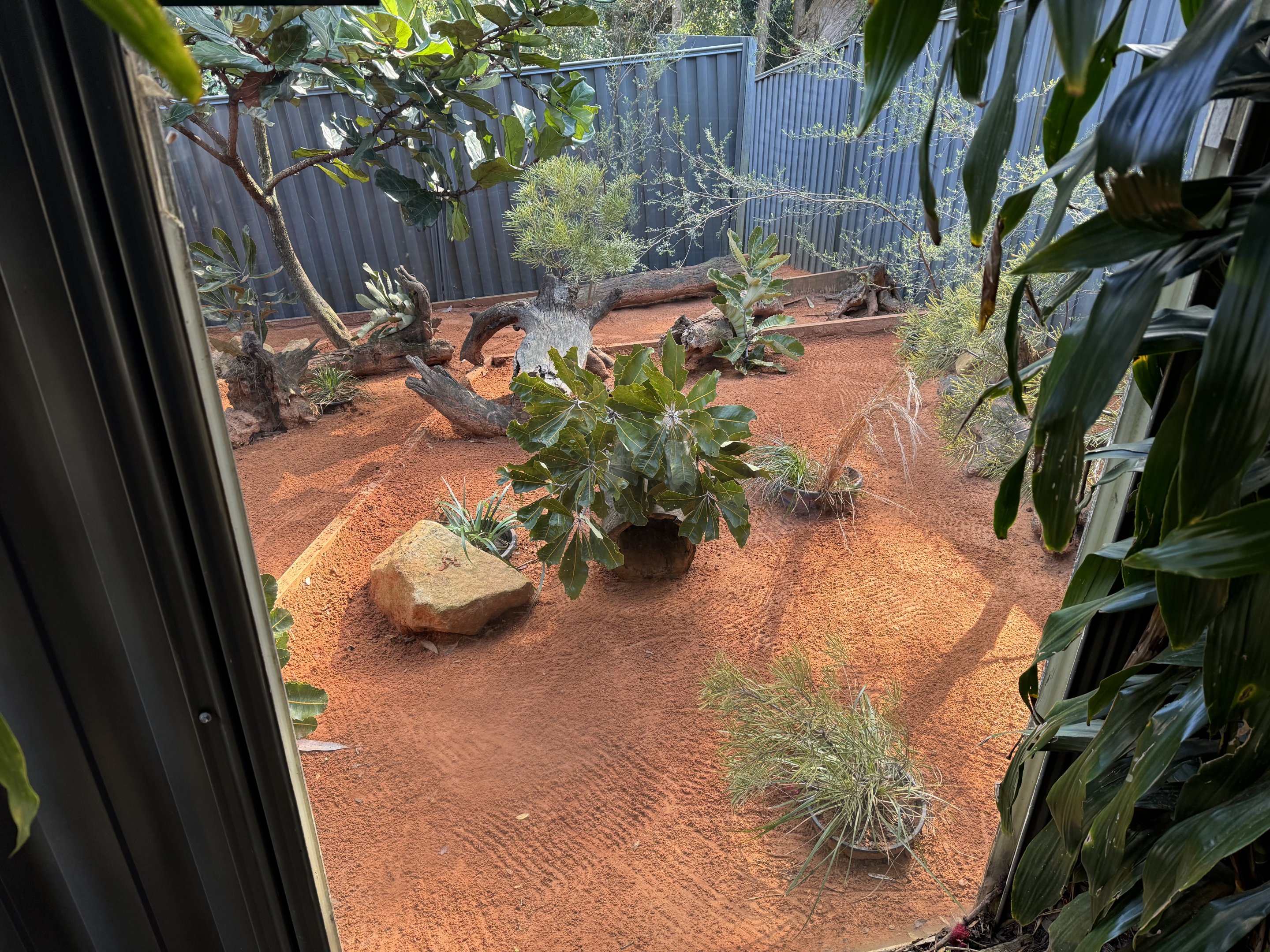 Bilby enclosure