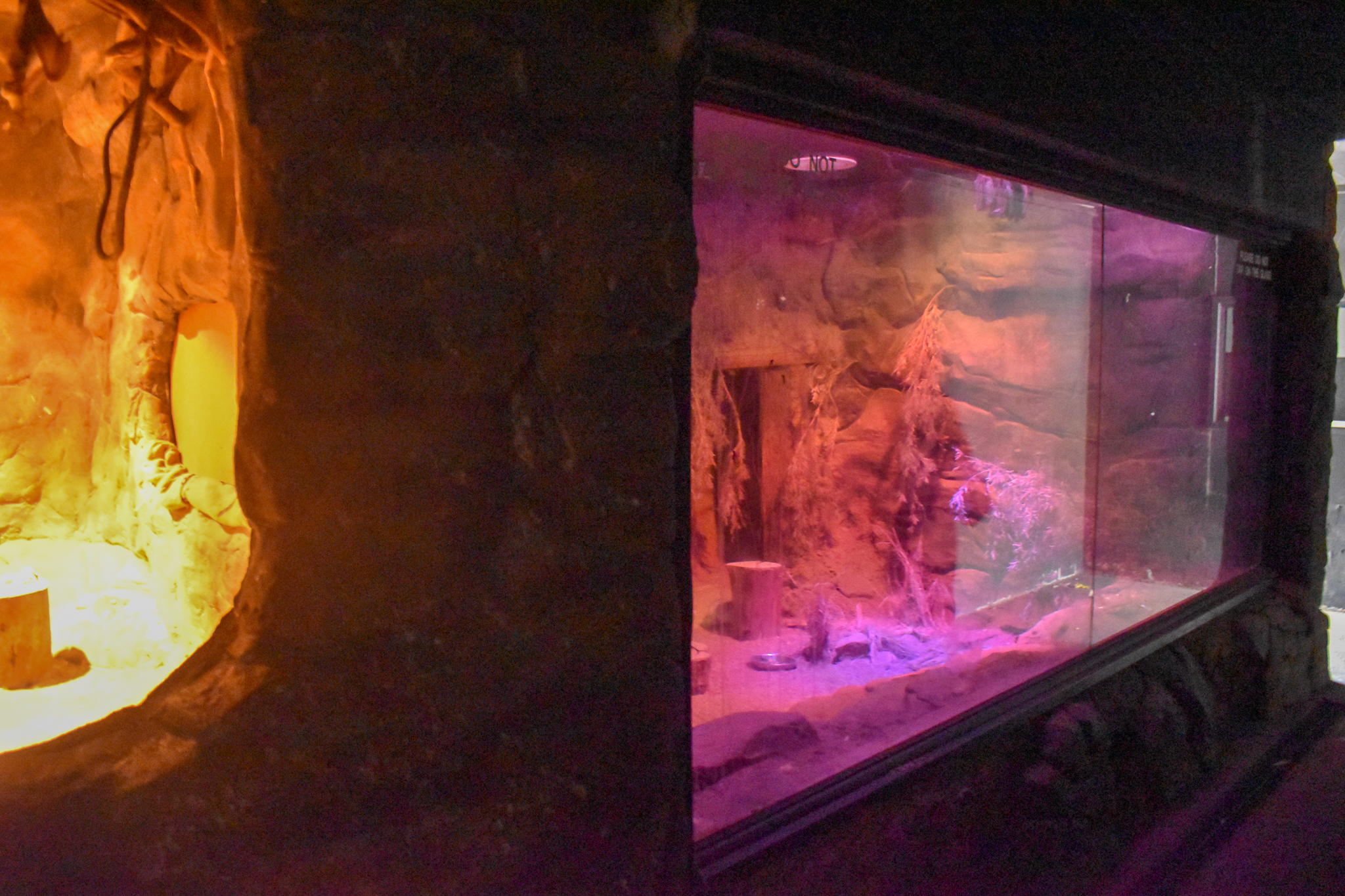 Bilby/Ghost Bat Enclosure