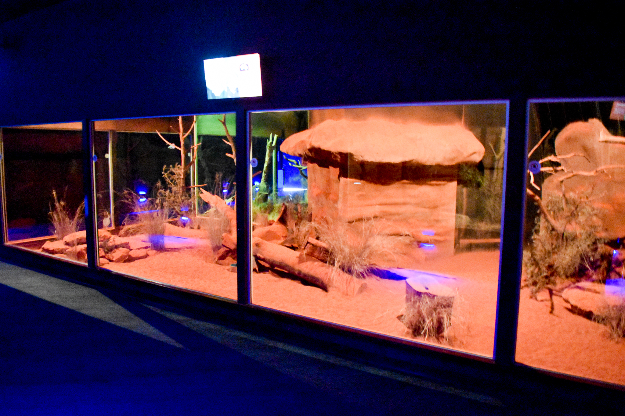 Bilby/Ghost Bat Enclosure