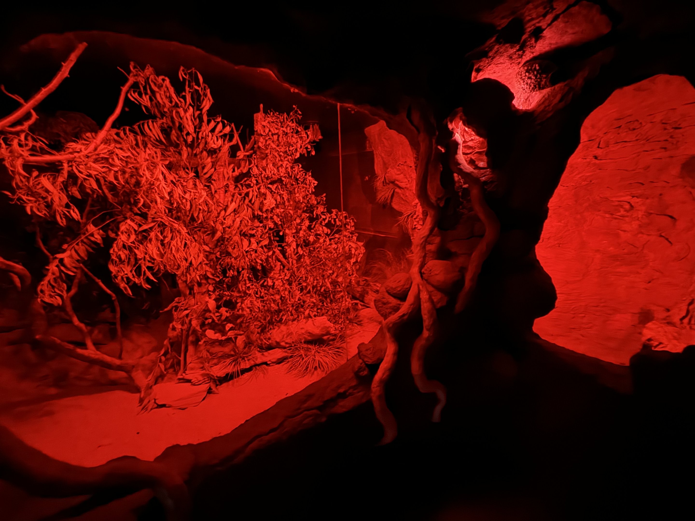 Bilby/ghost bat enclosure