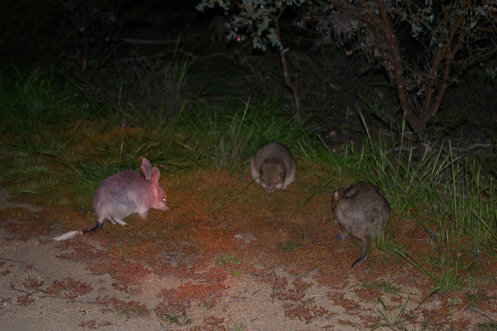 Bilby (Macrotis lagotis) and Boodies (Bettongia lesueuri)