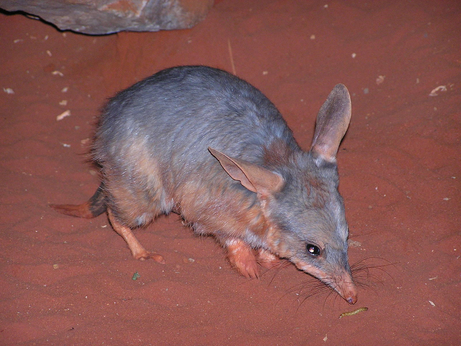 Bilby/ Macrotis lagotis sagitta