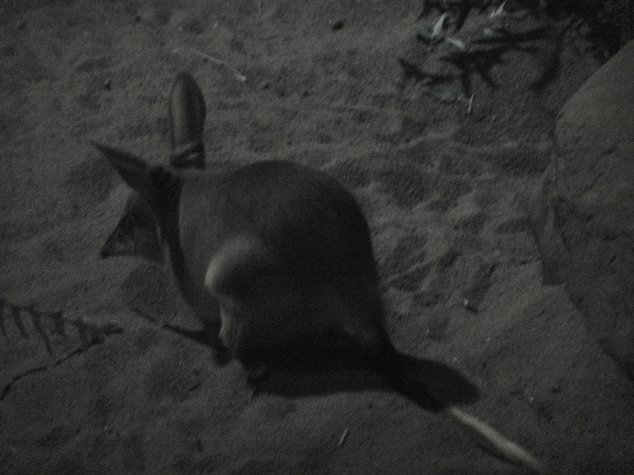 Bilby (Macrotis lagotis)