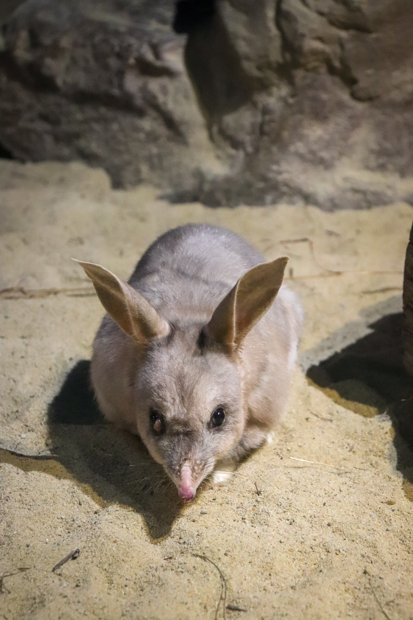 Bilby (Macrotis lagotis)
