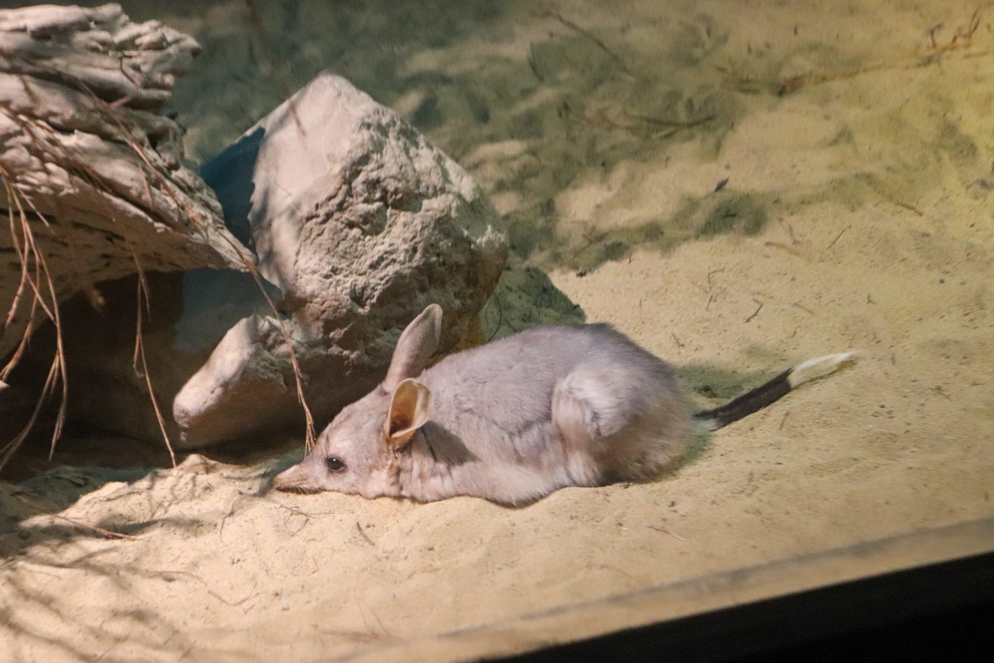 Bilby (Macrotis lagotis)