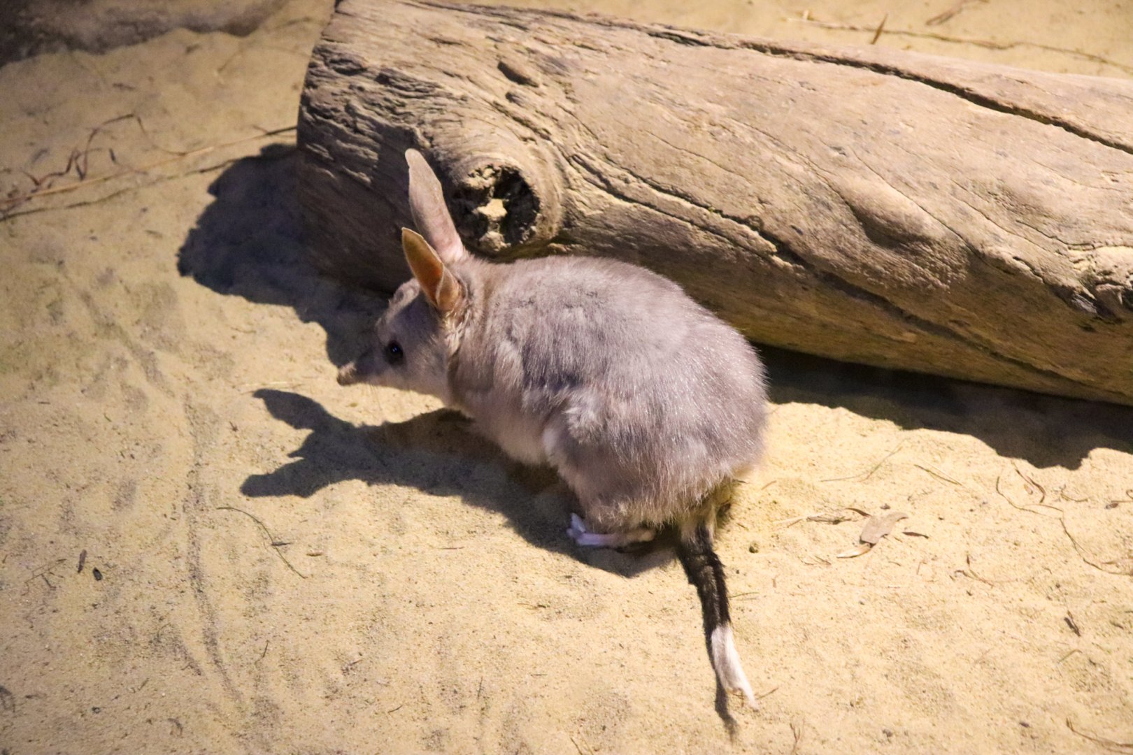 Bilby (Macrotis lagotis)