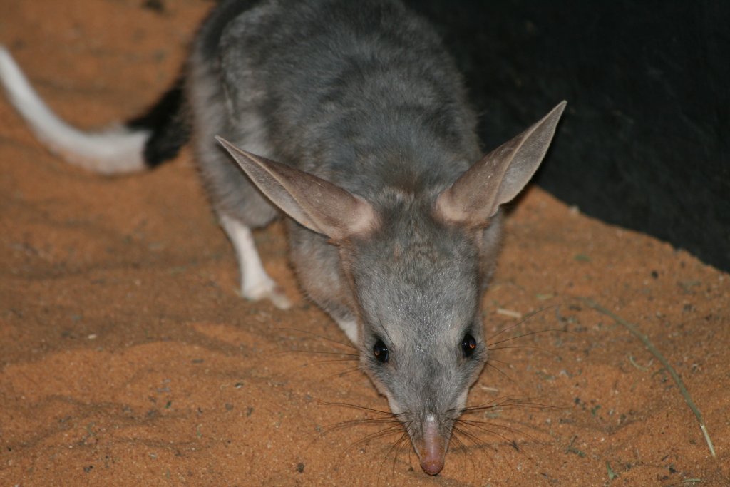 Bilby