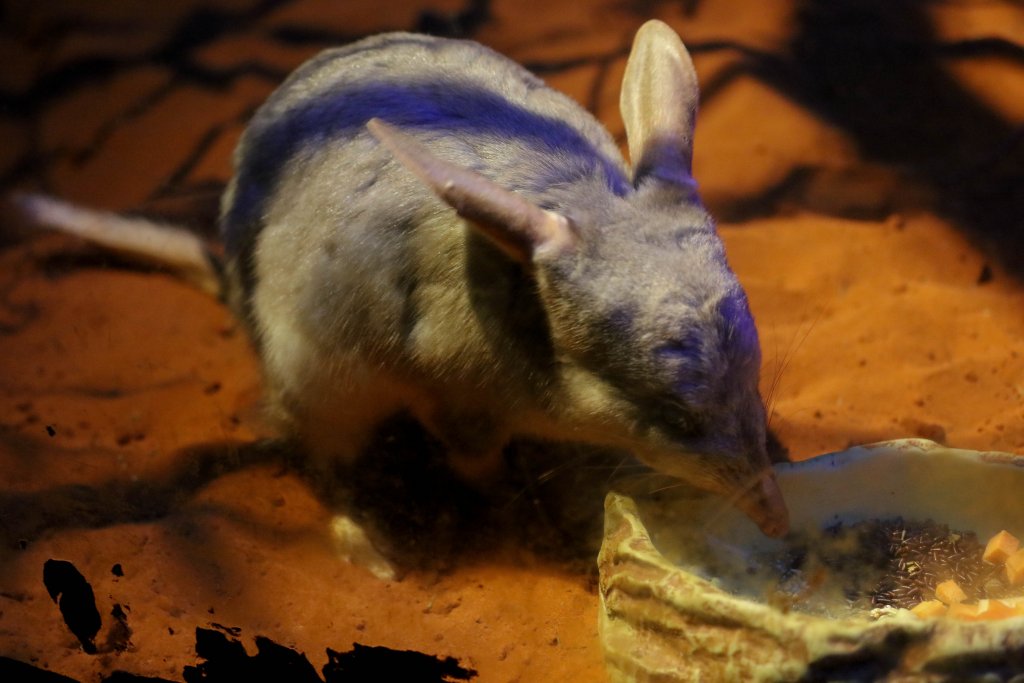 Bilby