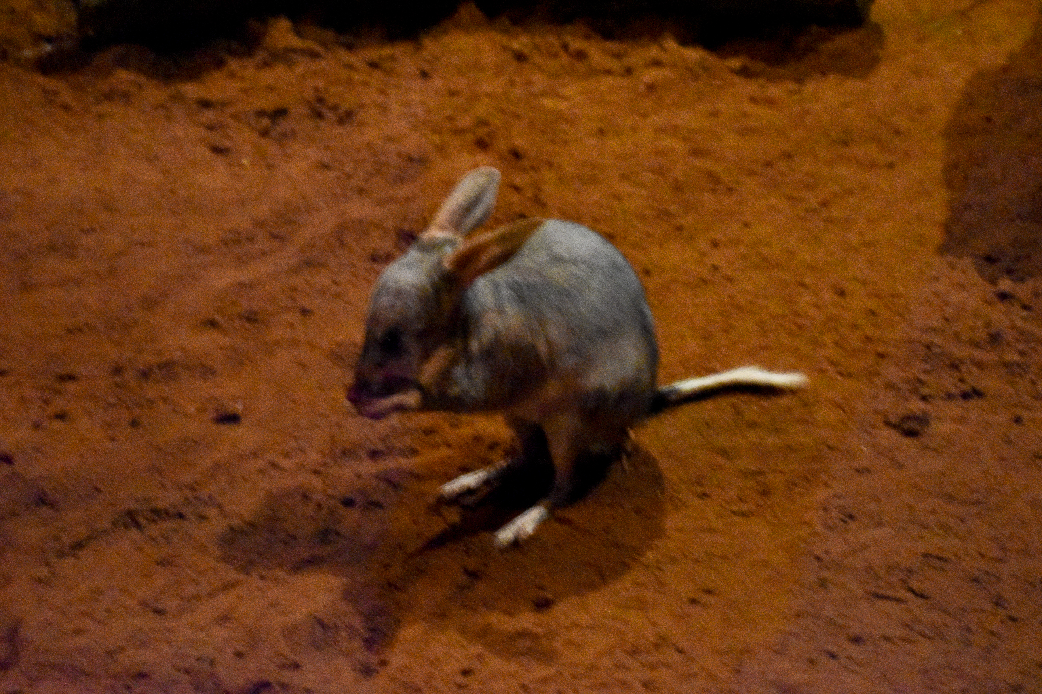 Bilby
