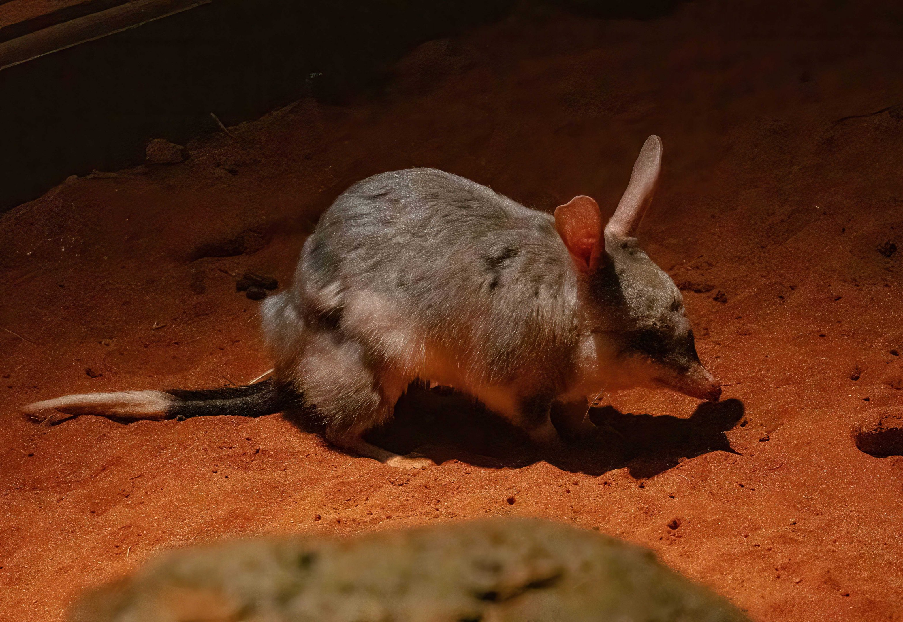 Bilby