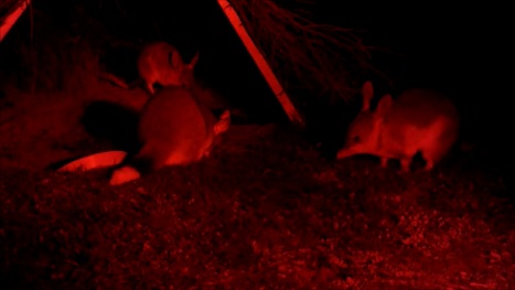 Bilbys and Possum(wild)-Barna Mia