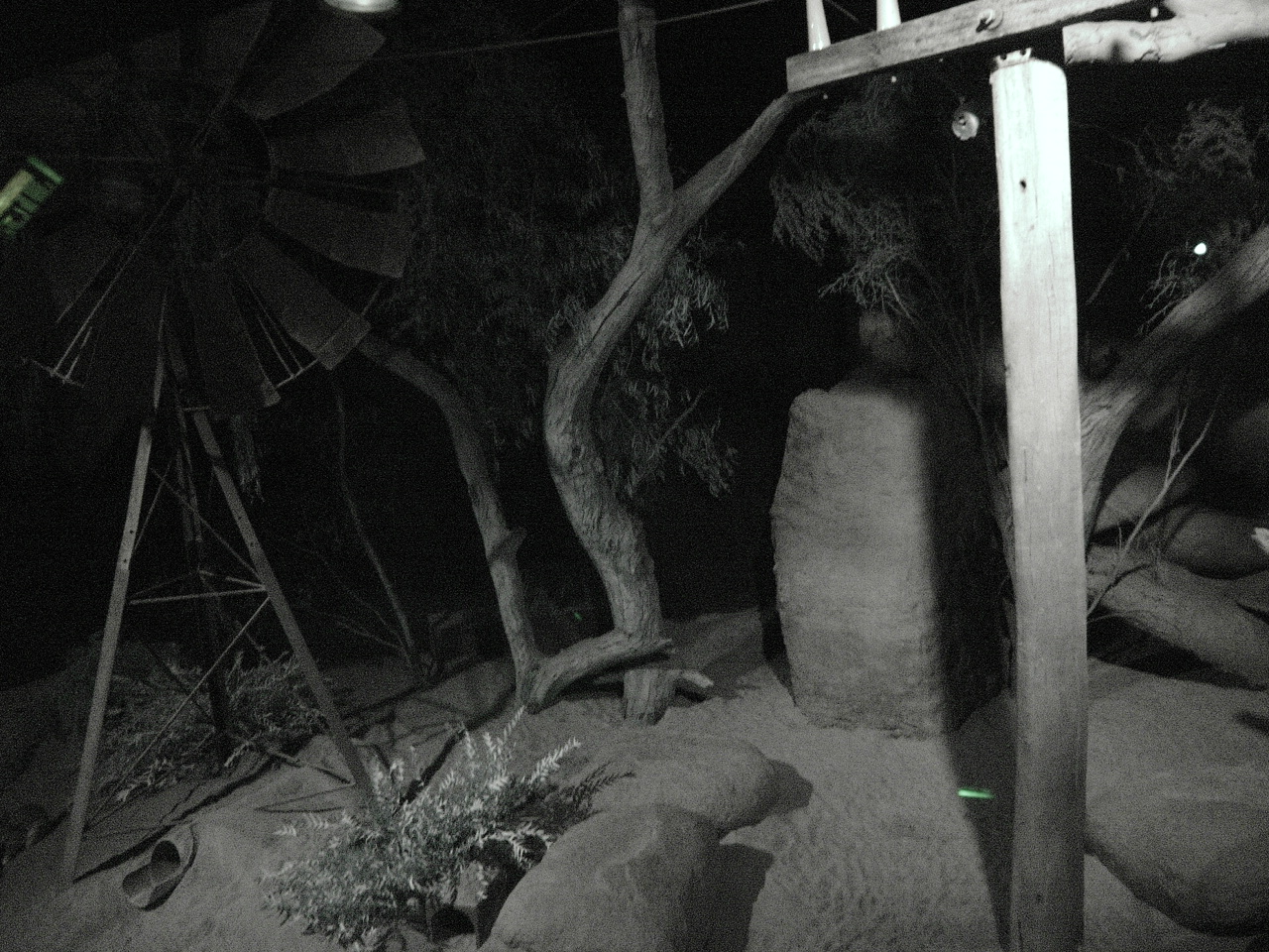 Bilby's (Macrotis lagotis) and Australian Owlet-nightjars' (Aegotheles cris