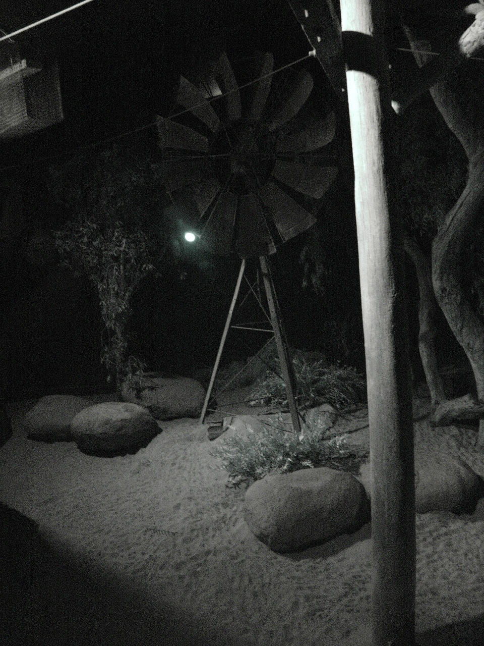 Bilby's (Macrotis lagotis) and Australian Owlet-nightjars' (Aegotheles cris