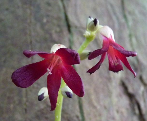 Bilimbi (Averrhoa bilimbi) flowers