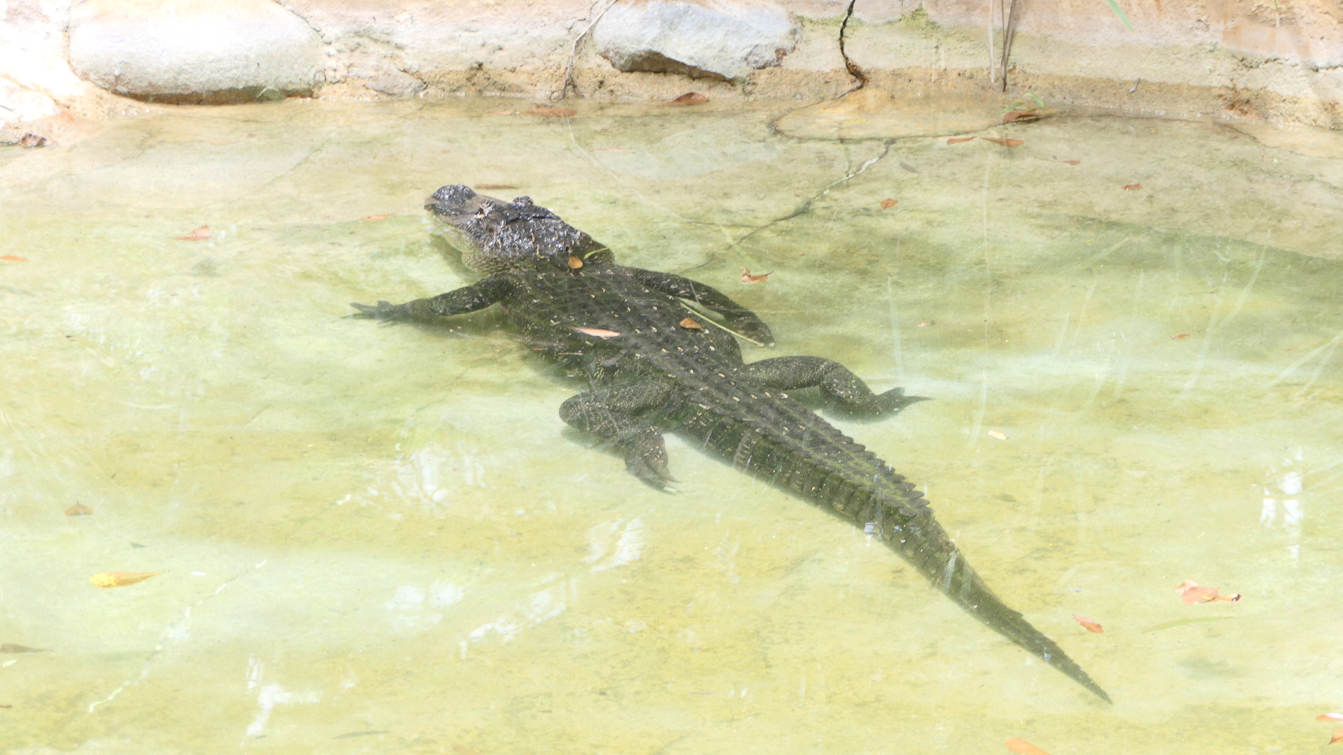 Billabong Sanctuary - American Alligator