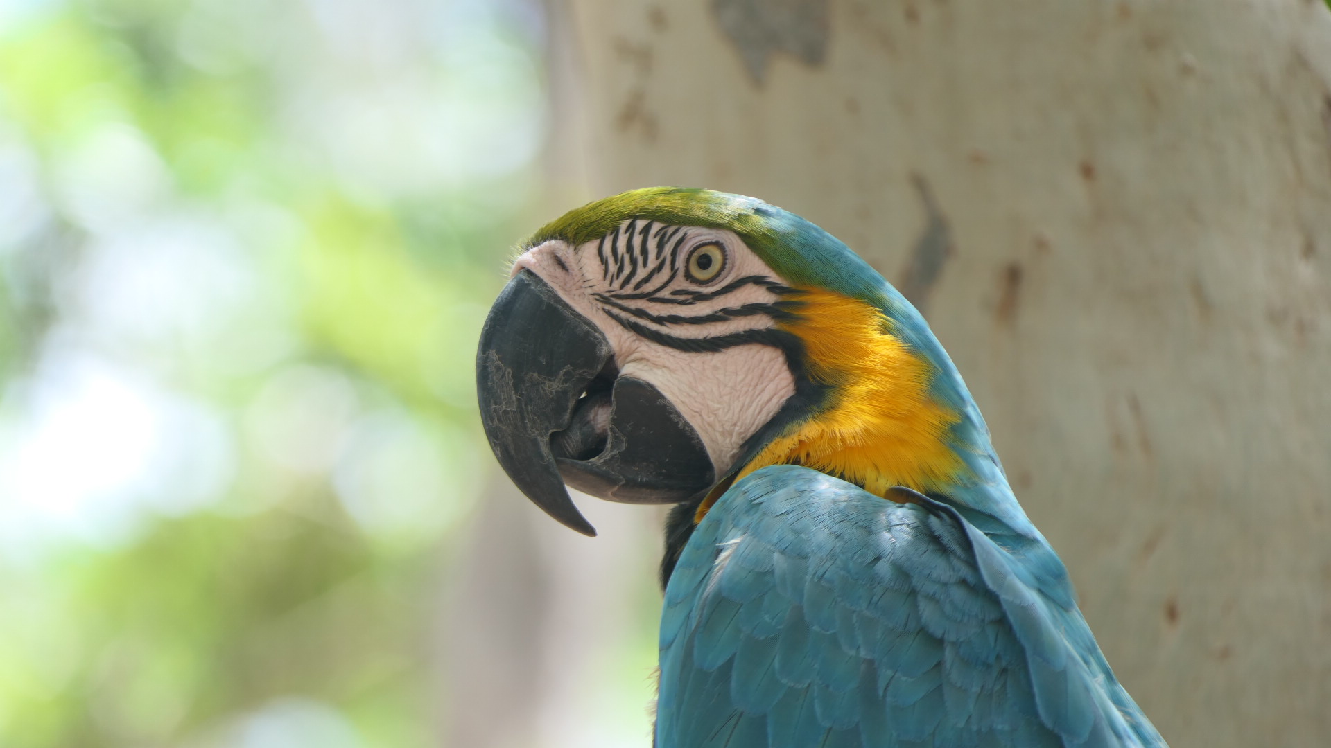 Billabong Sanctuary - Blue-and-gold Macaw