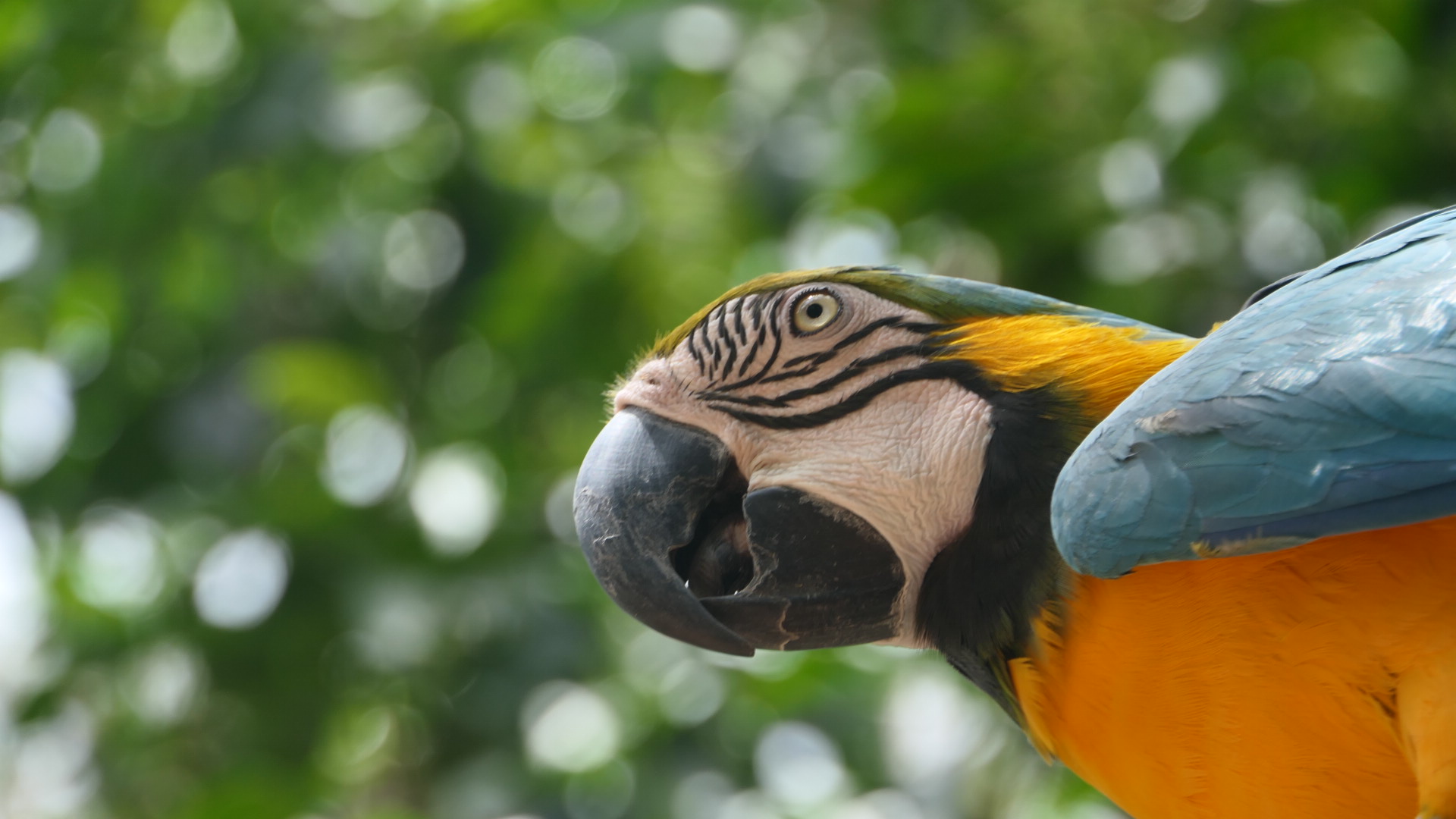 Billabong Sanctuary - Blue-and-gold Macaw