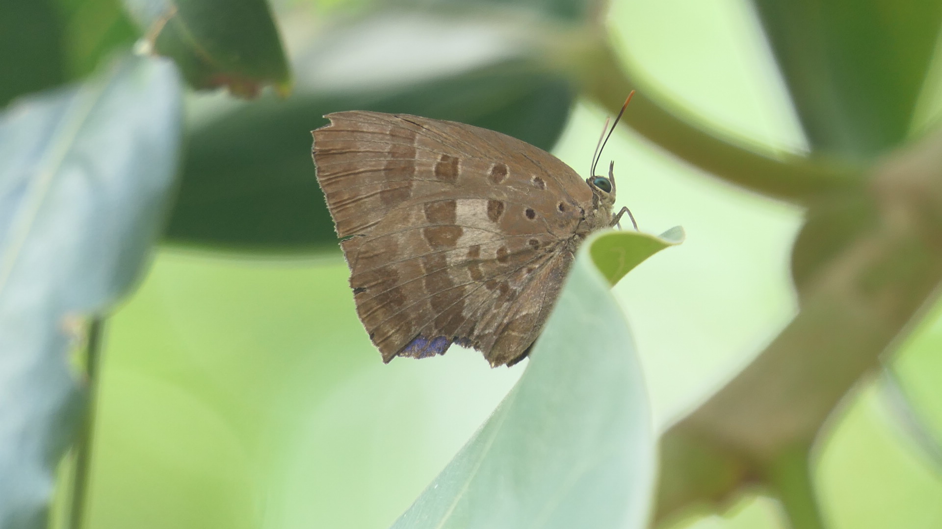 Billabong Sanctuary - Bright Oak-Blue, wild