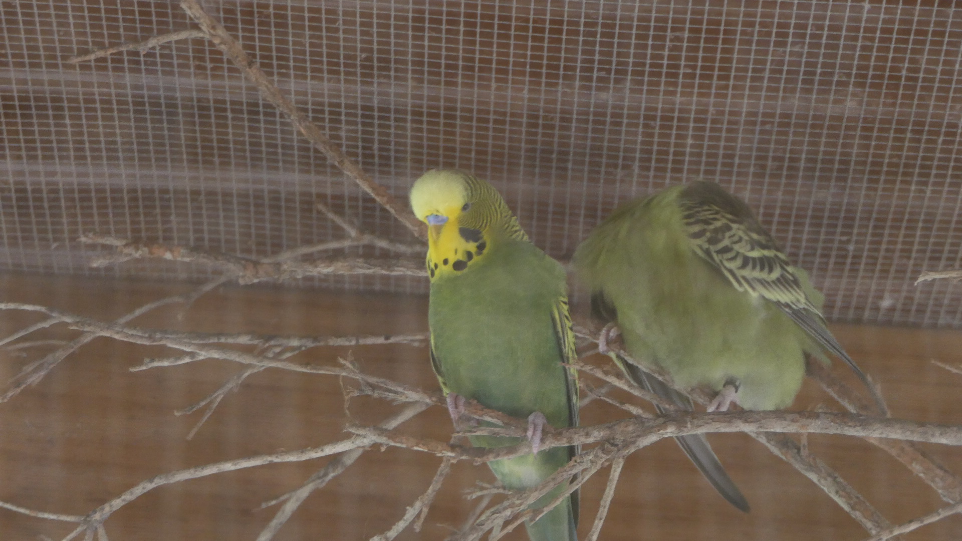 Billabong Sanctuary - Budgerigars