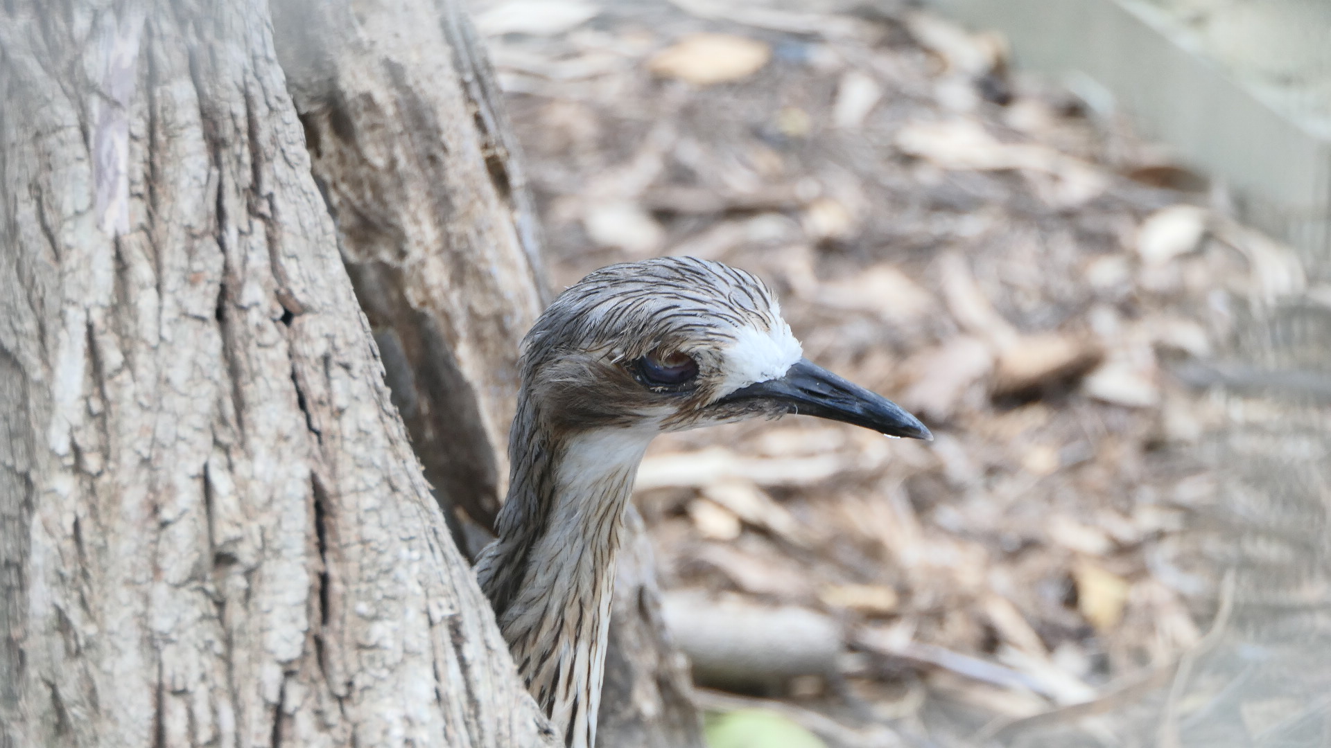Billabong Sanctuary - Bush Stone-curlew missing an eye