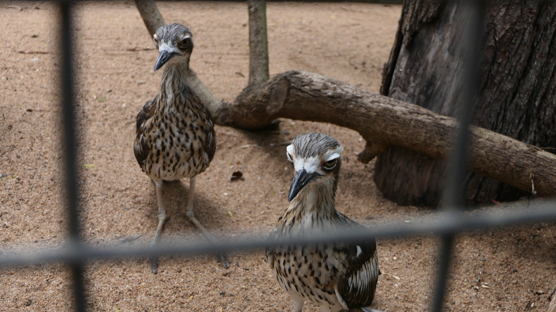 Billabong Sanctuary - Bush Stone-curlews