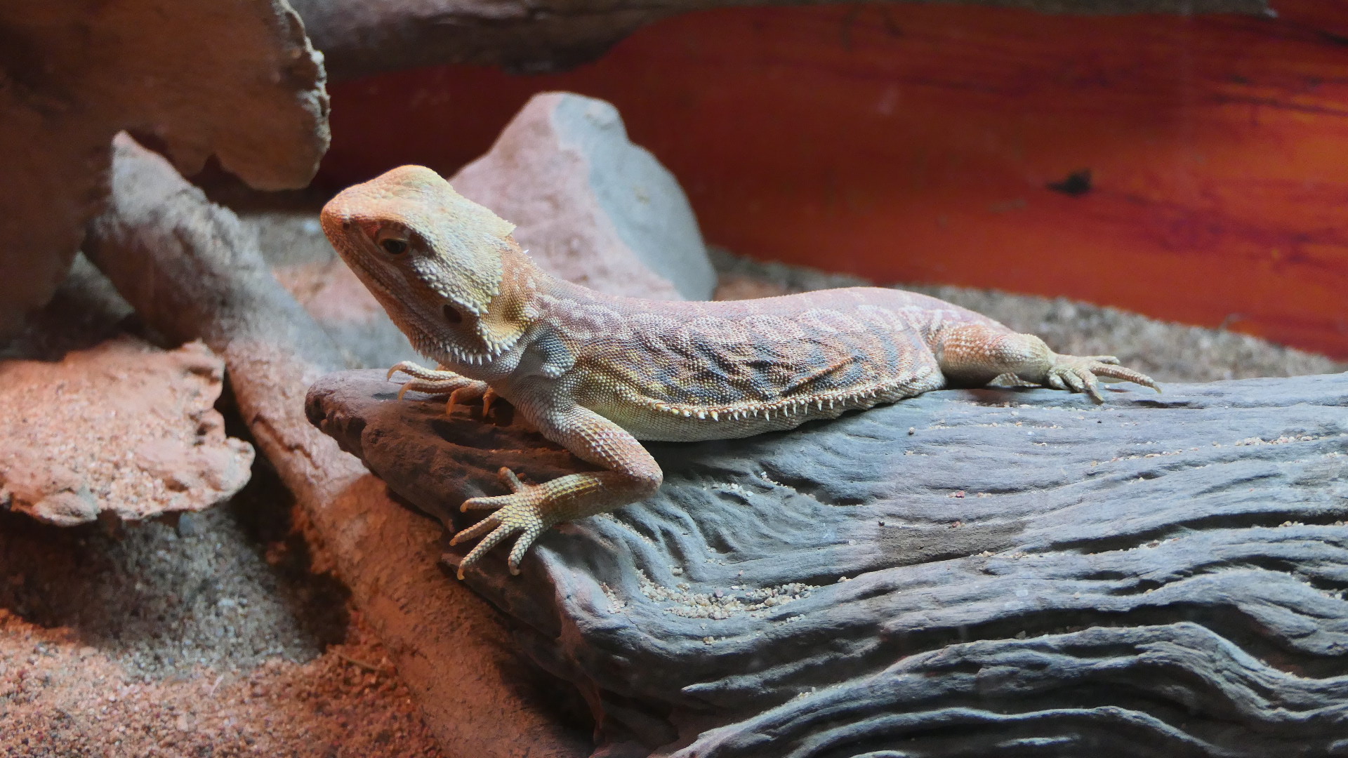 Billabong Sanctuary - Central Bearded Dragon