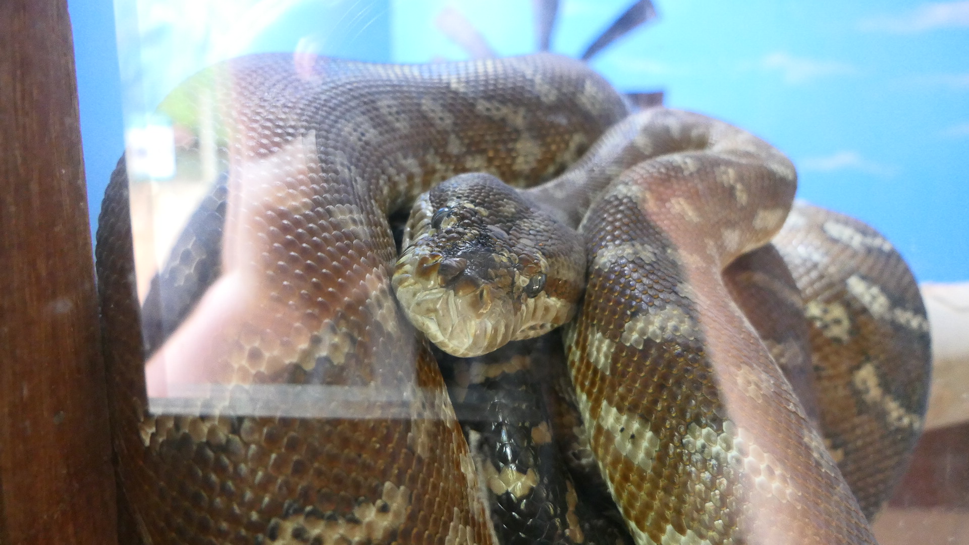 Billabong Sanctuary - Centralian Carpet Python
