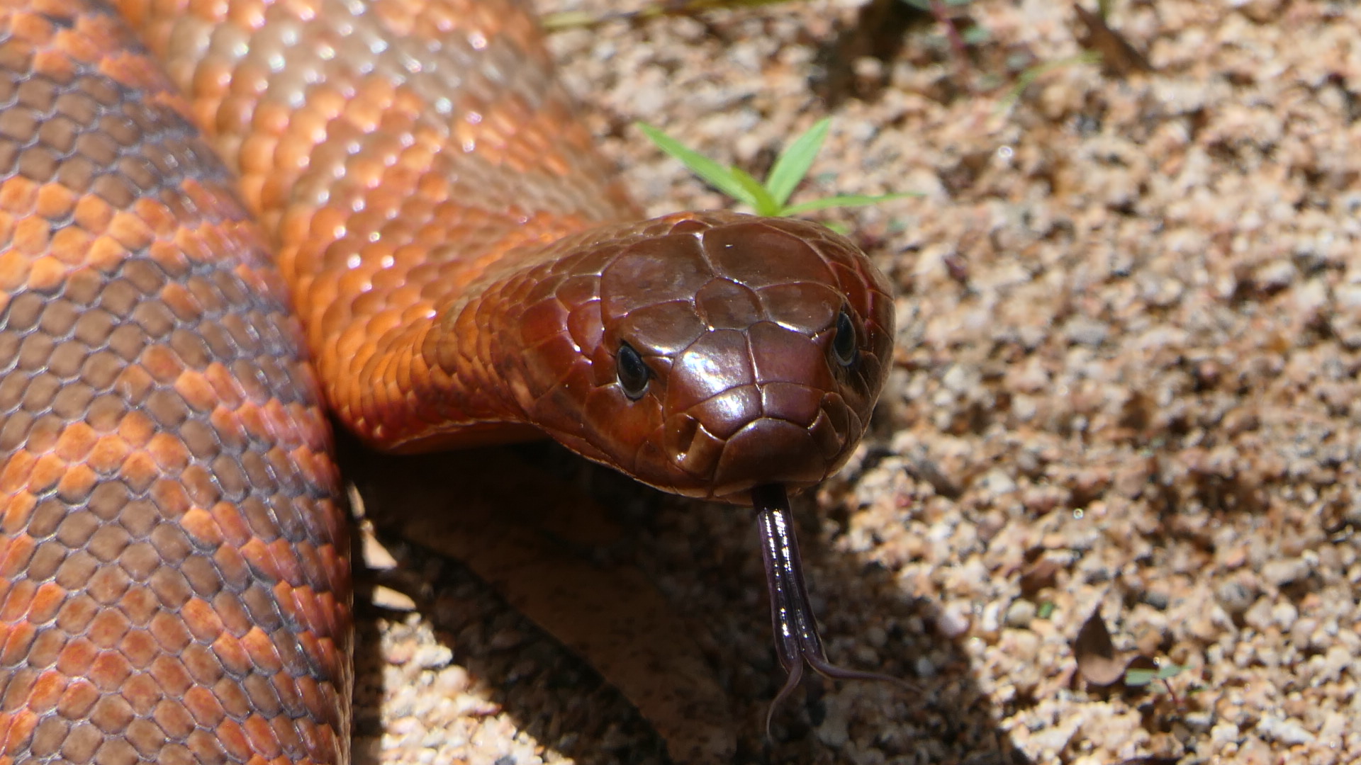 Billabong Sanctuary - Collett's Snake
