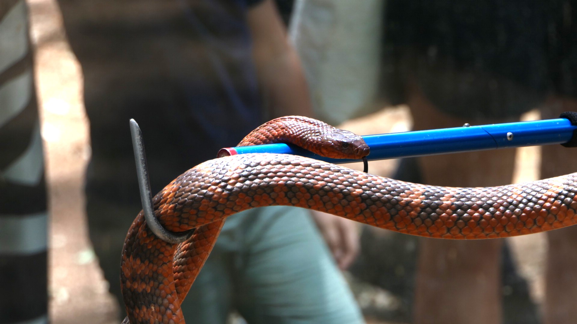Billabong Sanctuary - Collett's Snake
