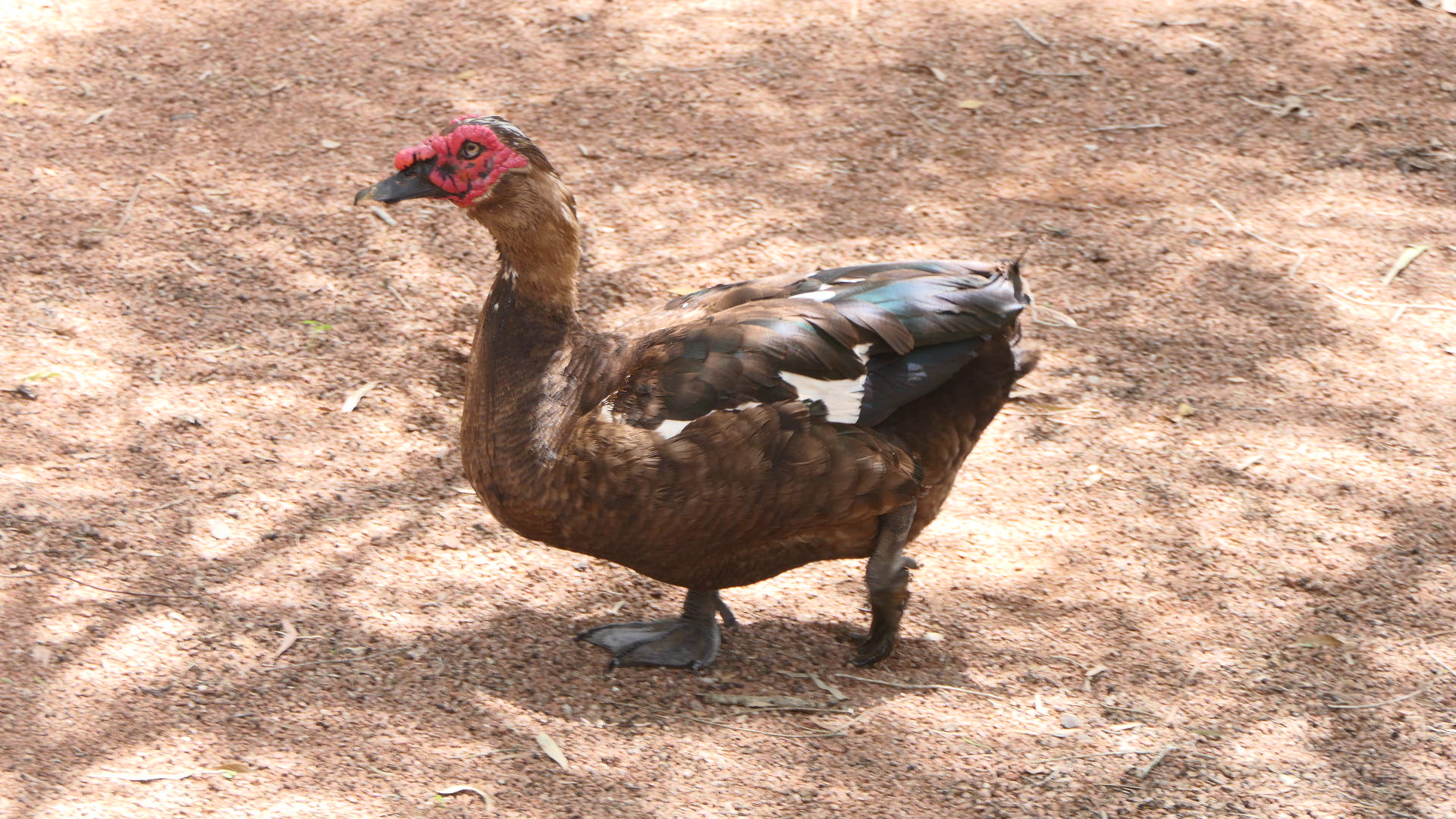 Billabong Sanctuary - Domestic Muscovy Duck