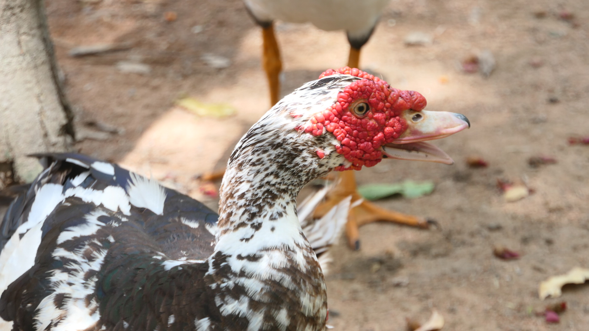 Billabong Sanctuary - Domestic Muscovy Duck