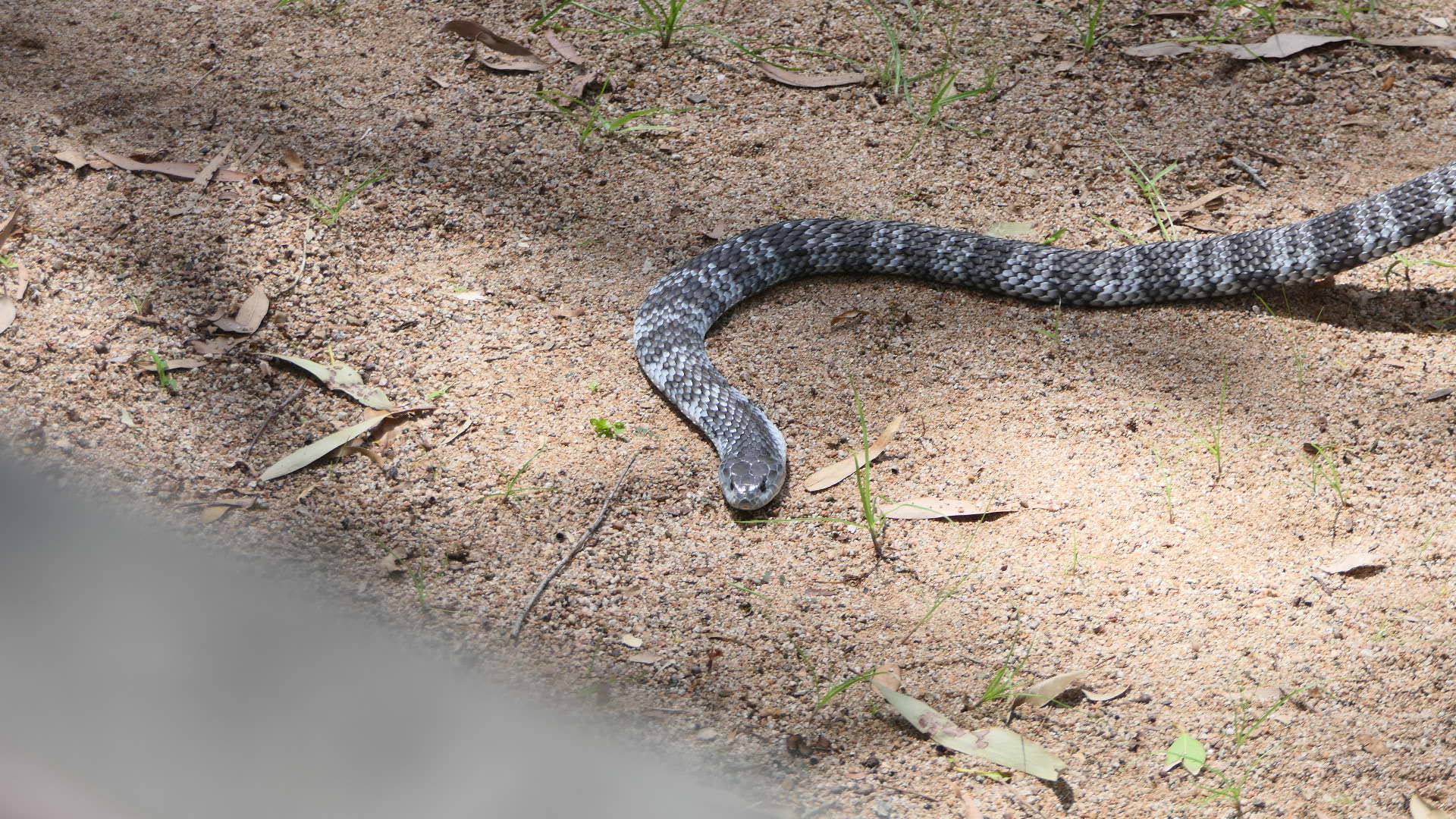 Billabong Sanctuary - Eastern Tiger Snake