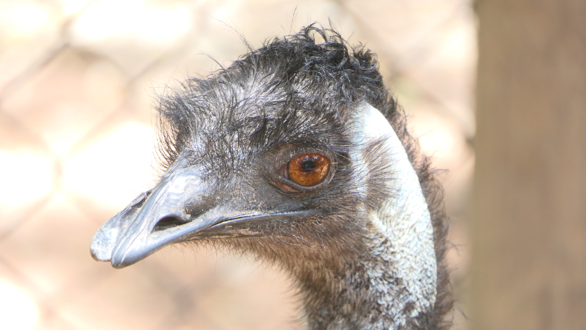 Billabong Sanctuary - Emu