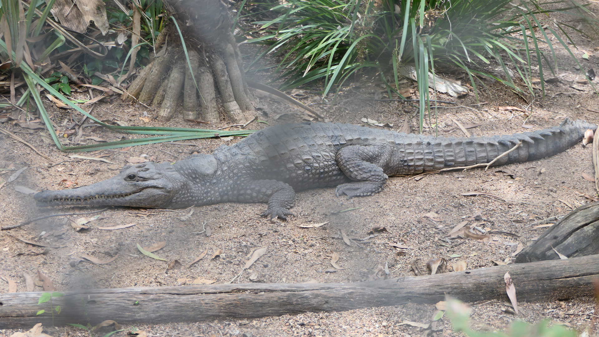 Billabong Sanctuary - Freshwater Crocodile