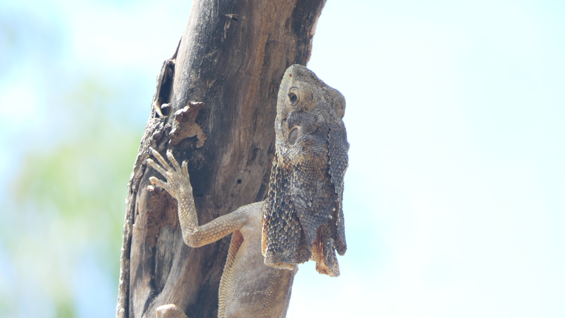 Billabong Sanctuary - Frilled Lizard