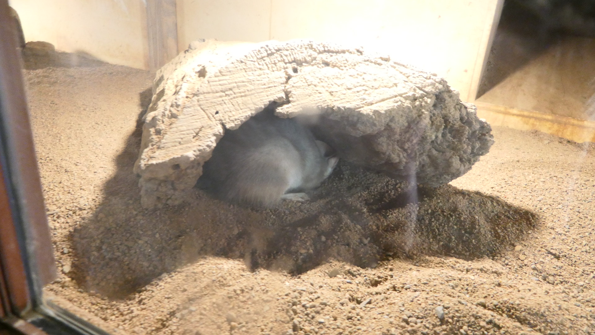 Billabong Sanctuary - Greater Bilby