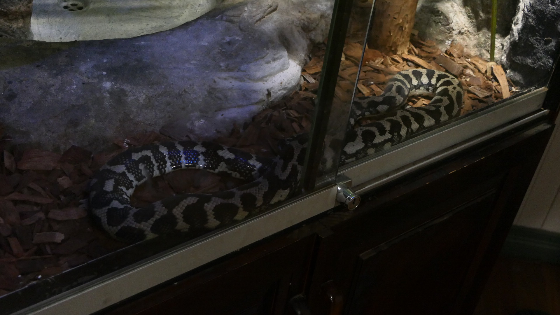 Billabong Sanctuary - Jungle Carpet Python
