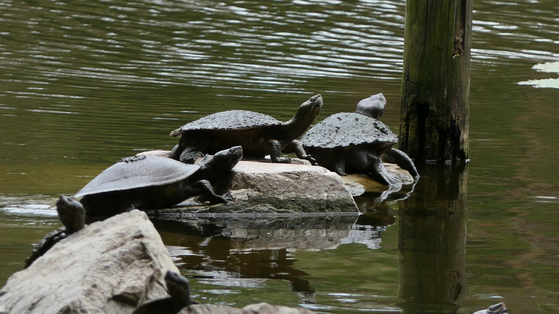 Billabong Sanctuary - Krefft's River Turtles