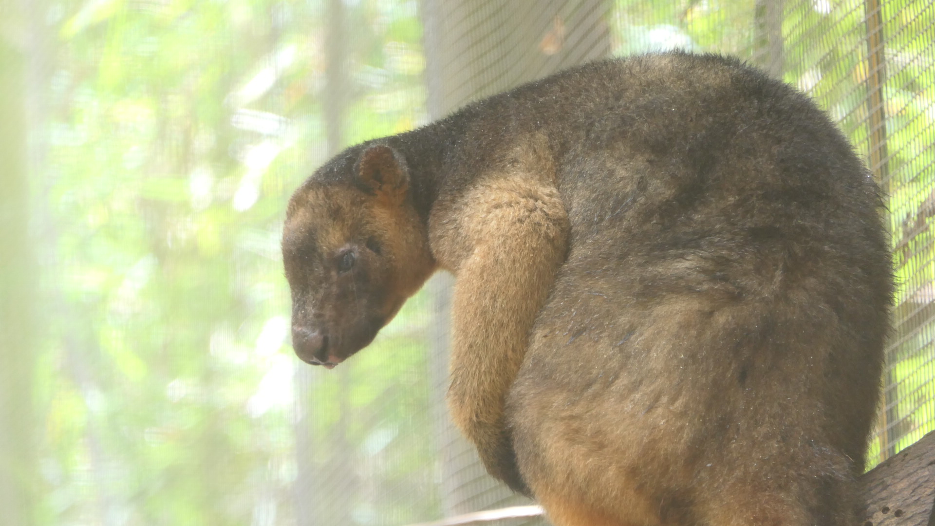 Billabong Sanctuary - Lumholtz' Tree-Kangaroo
