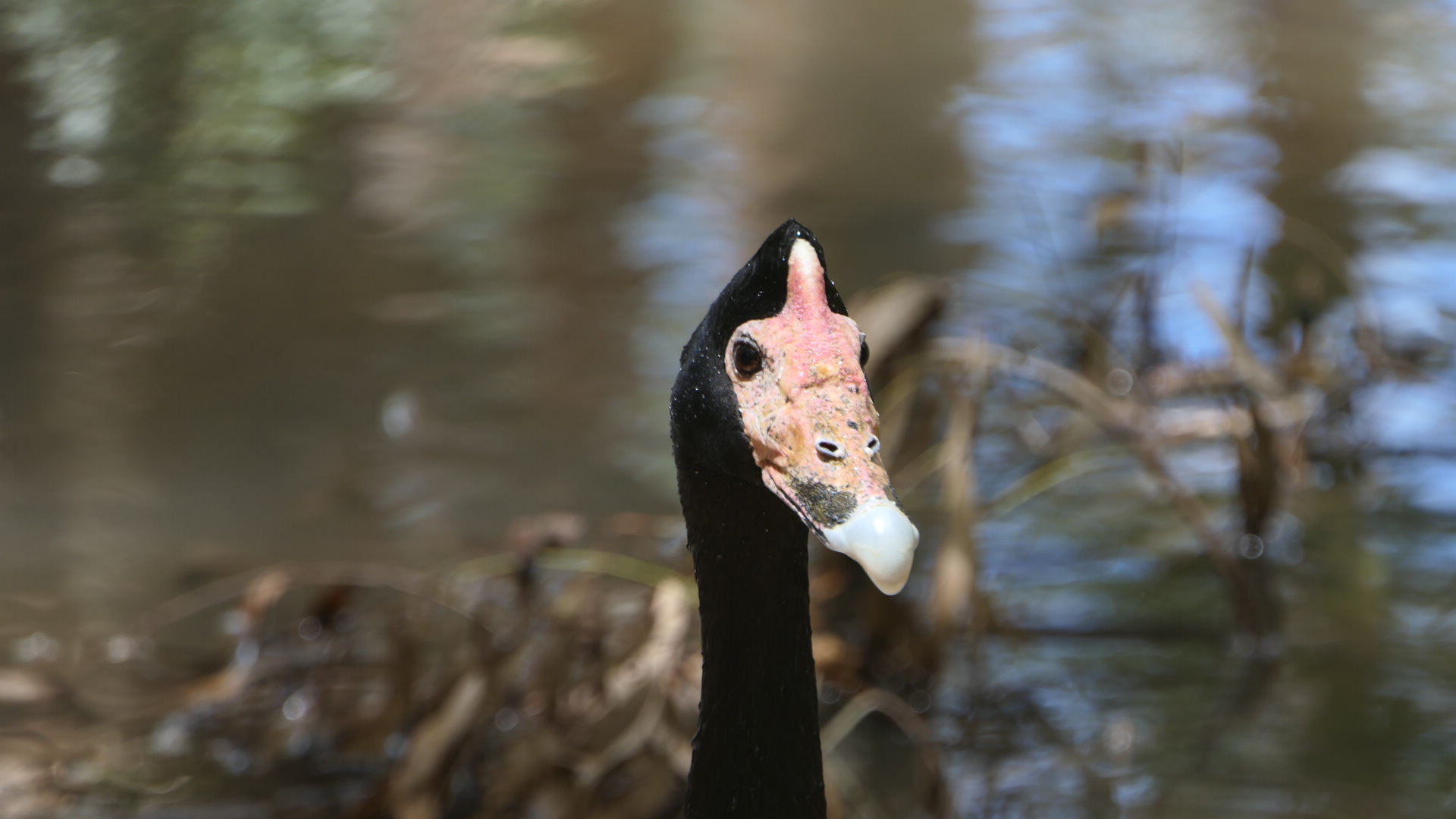 Billabong Sanctuary - Magpie Goose, wild
